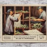 Zucht Maulbeerspinners Seidenraupe Asien Palmin Post Sammelbild 156 Reklame Deko