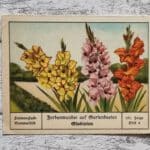 Gladolien Gartenbeete Farbenwunder Blumen Palmin Post Sammelbild 151 Werbung alt