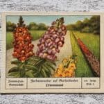 Löwenmaul Gartenbeete Farbenwunder Blumen Palmin Post Sammelbild 151 Werbung alt