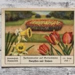 Narzissen Tulpen Gartenbeete Farbenwunder Palmin Post Sammelbild 151 Werbung alt