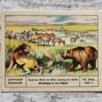 Grassteppe Lößzeit Löwe Bär Erde Palmin Post Sammelbild 153 Reklame alt Werbung