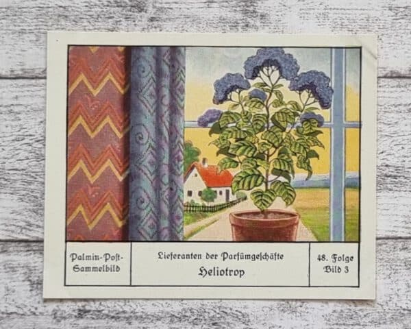 Heliotrop Blume Parfümgeschäfte Lieferant Palmin Sammelbild 48 Reklame Vintage