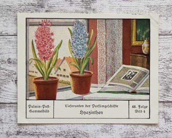 Hyazinthen Blume Parfümgeschäfte Lieferant Palmin Sammelbild 48 Reklame Vintage