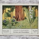 Veilchen Maiglöckchen Parfümgeschäfte Lieferant Palmin Sammelbild 48 Reklame alt