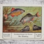 Bitterling Fisch Kleinkinderfürsorge Tierwelt Palmin Sammelbild 49 Reklame alt