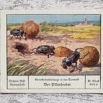 Pillendreher Käfer Kleinkinderfürsorge Tierwelt Palmin Sammelbild 49 Reklame alt