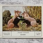 Hamster Tiere zärtliche Verwandte Palmin Sammelbild 65 Reklame Vintage Werbung