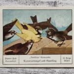 Kanarienvogel Sperling zärtliche Verwandte Palmin Sammelbild 65 Reklame Vintage