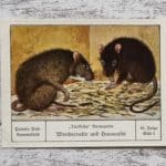 Wanderratte Hausratte zärtliche Verwandte Palmin Sammelbild 65 Reklame Vintage