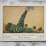 Hauswurz Pflanzen Wind Samen Palmin Post Sammelbild 67 Reklame Vintage alt Deko