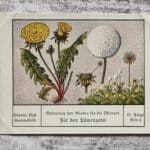 Löwenzahn Pflanzen Wind Samenkorn Palmin Post Sammelbild 67 Reklame Vintage alt