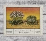 Windhexe Pflanzen Wind Steppe Palmin Post Sammelbild 67 Reklame Vintage alt Deko