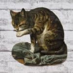 um 1900 Katze grau sitzend groß Glanzbild Oblate Prägedruck Ephemera Vintage alt